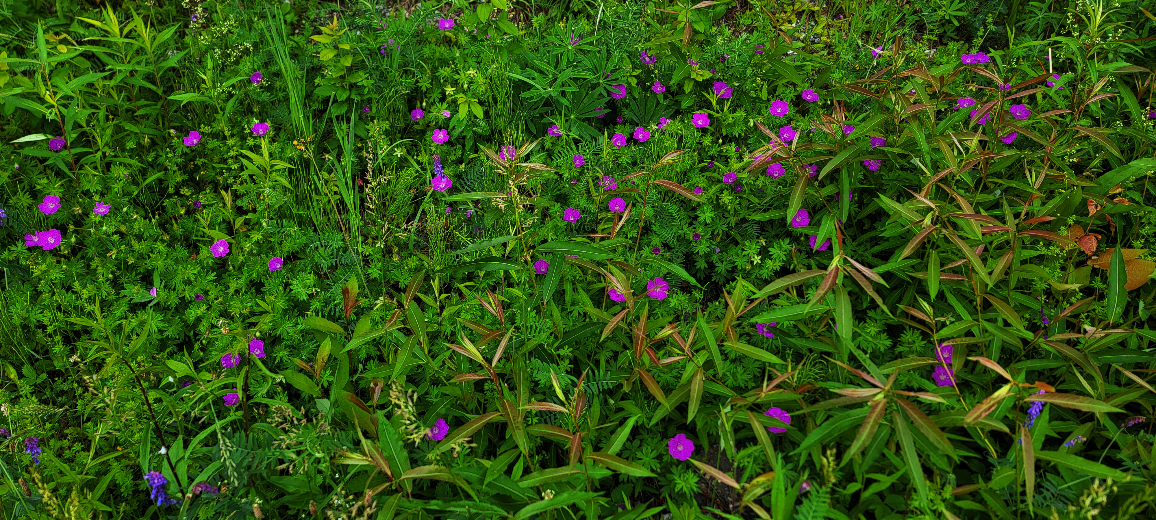 Wild geraniums