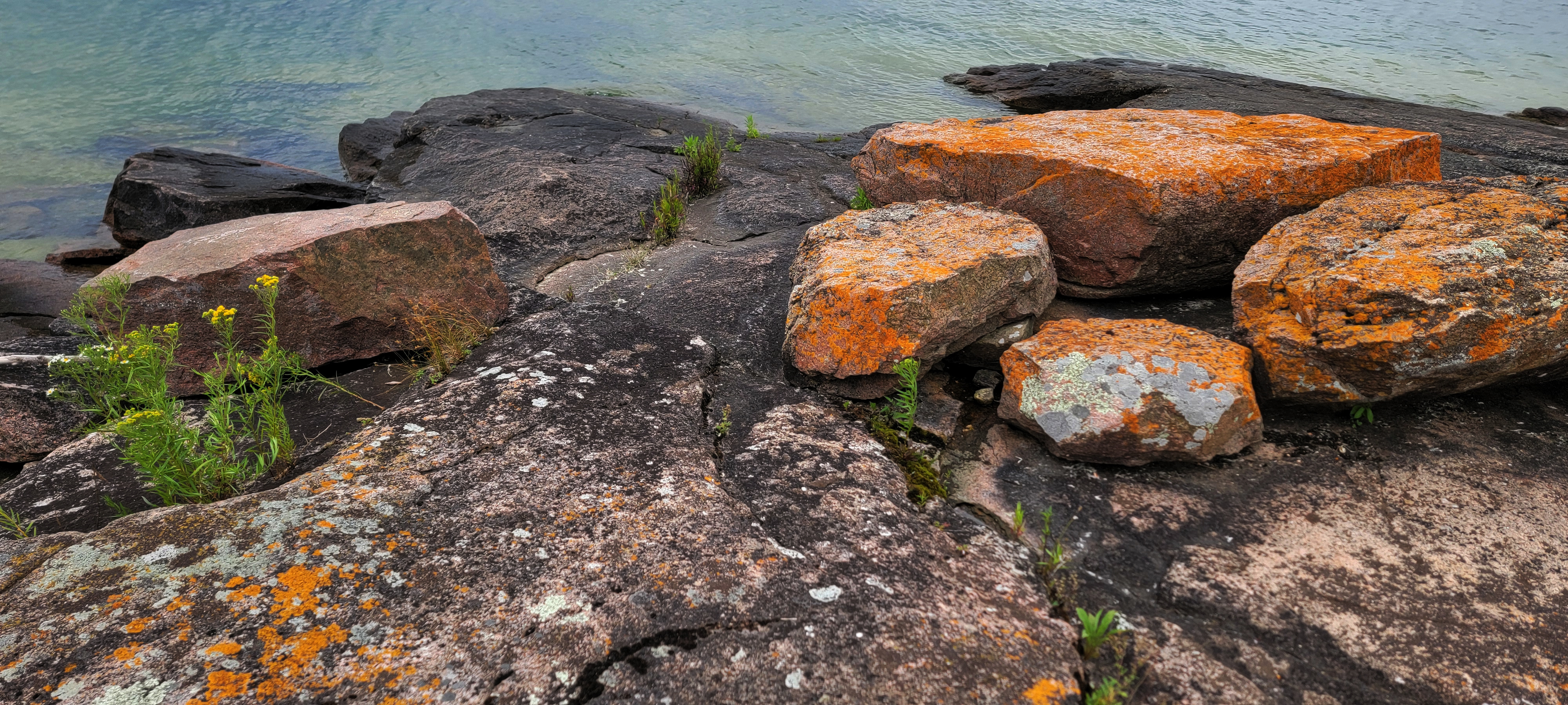 Orange lichen at shoreline
