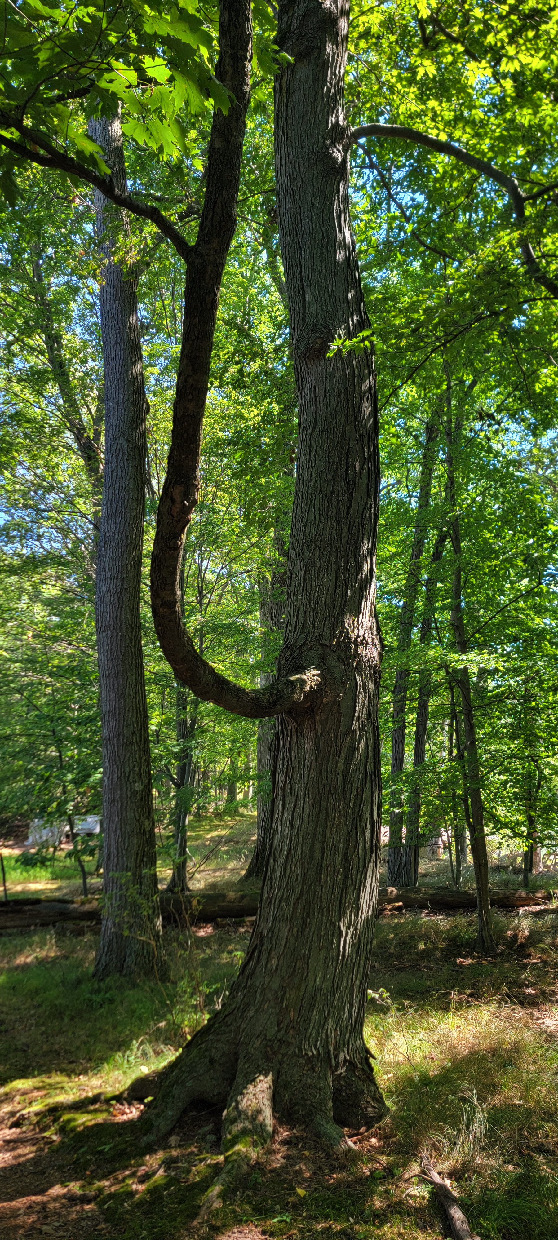 Reaching tree