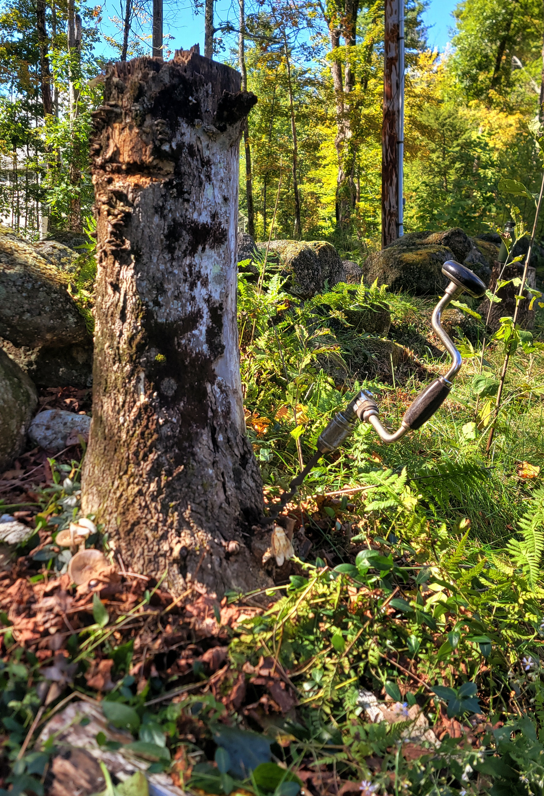 Bore in a stump