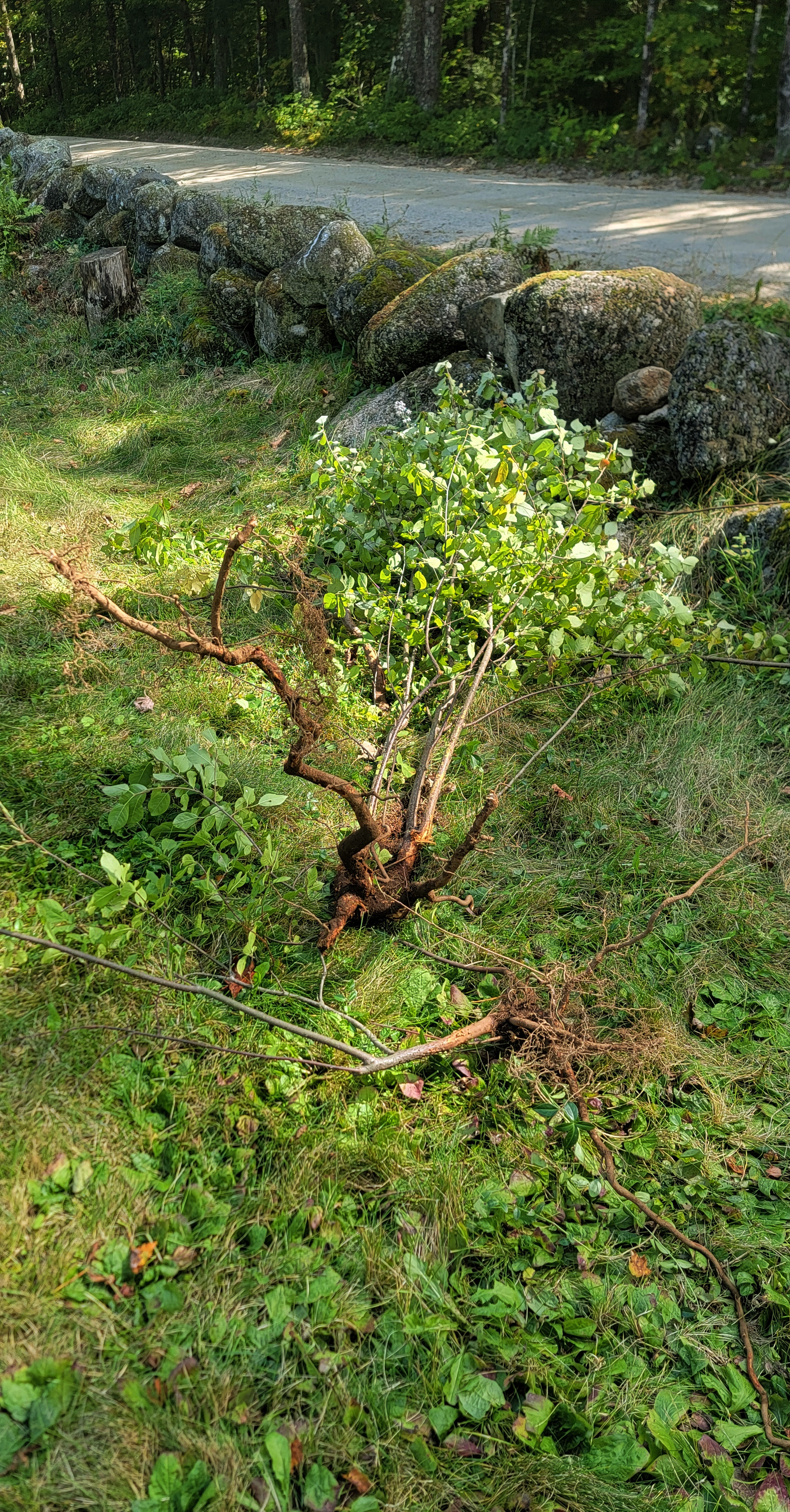 Pulled trees