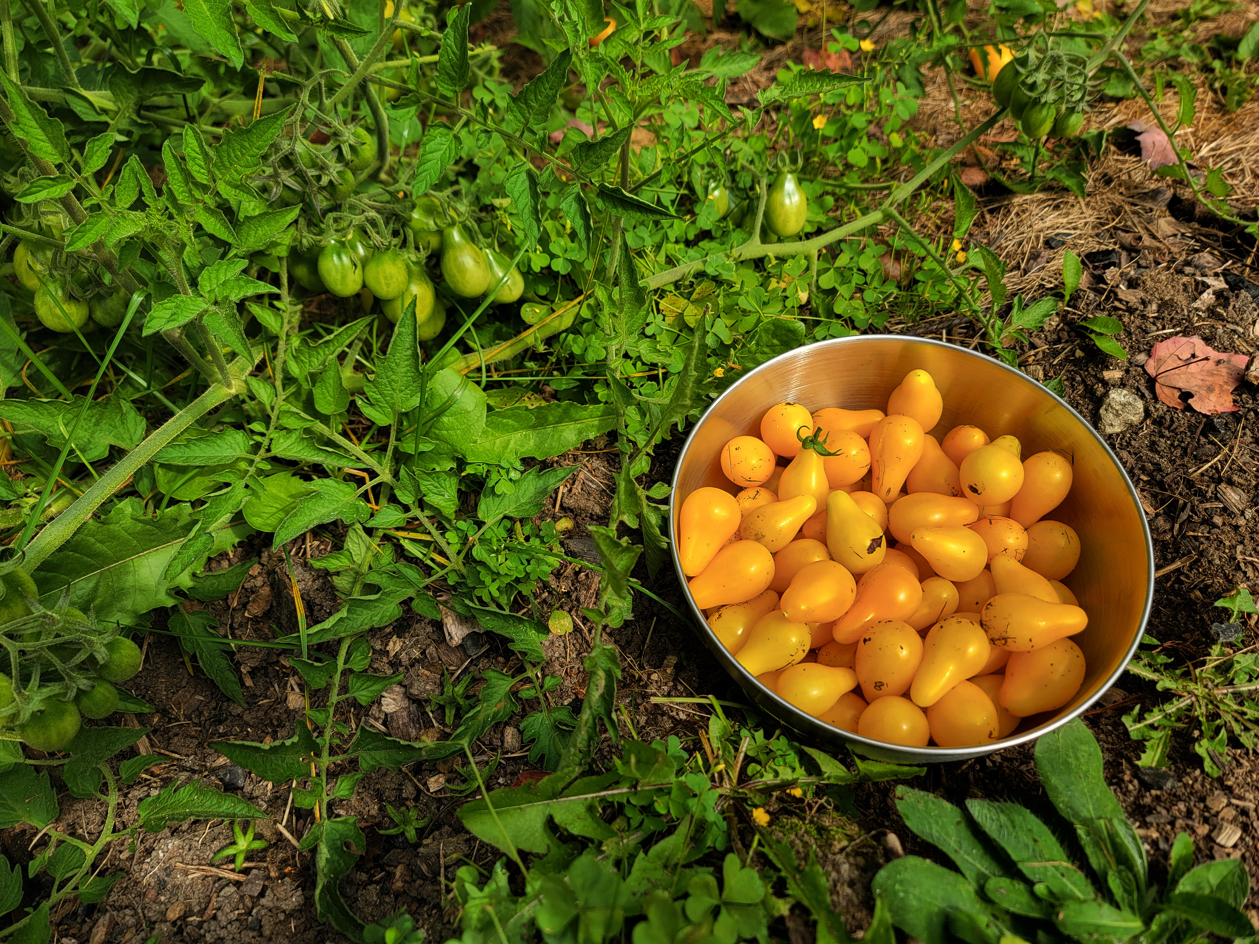 Pear tomato harvest