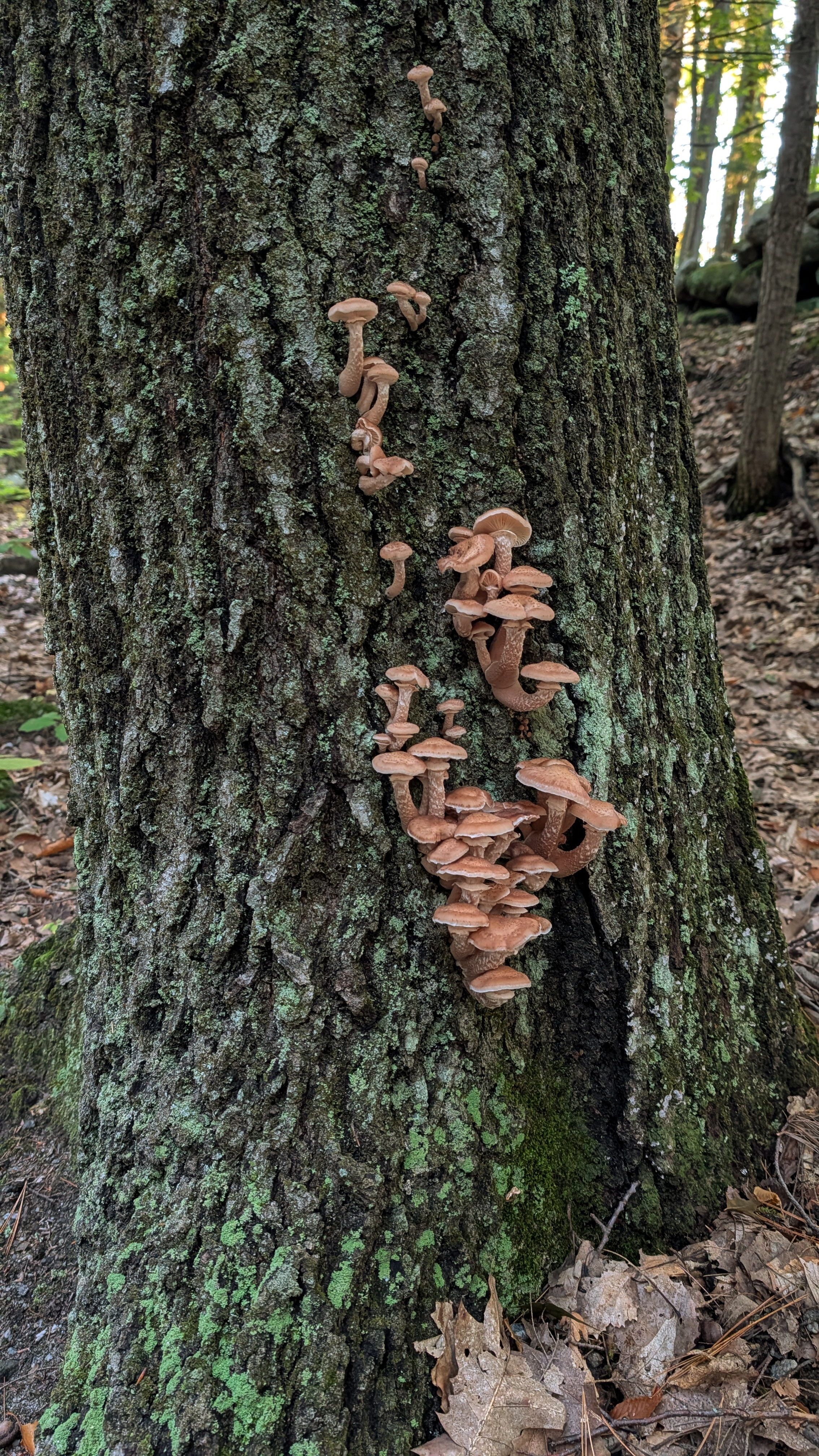 Honey mushrooms