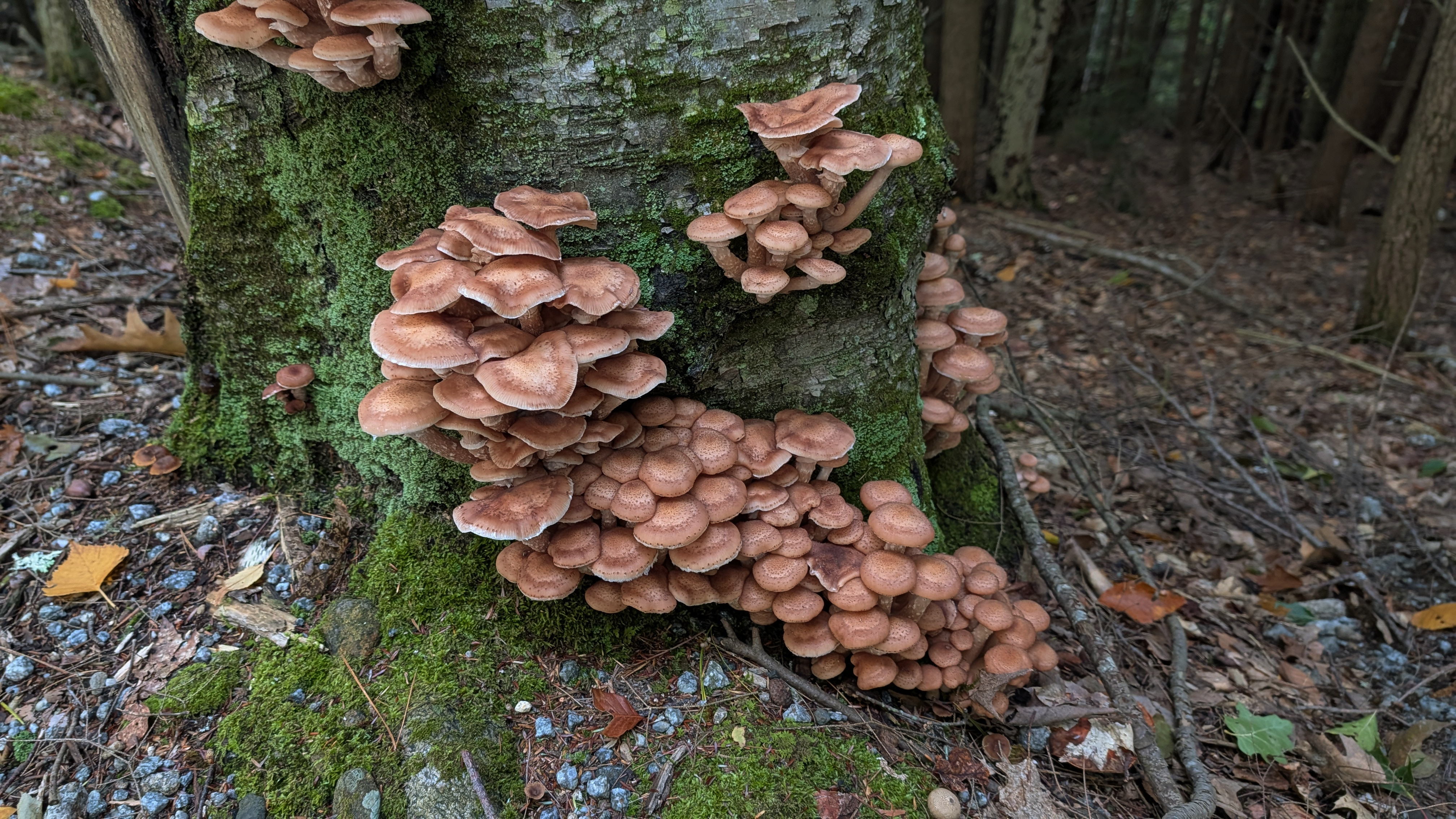 Honey mushrooms