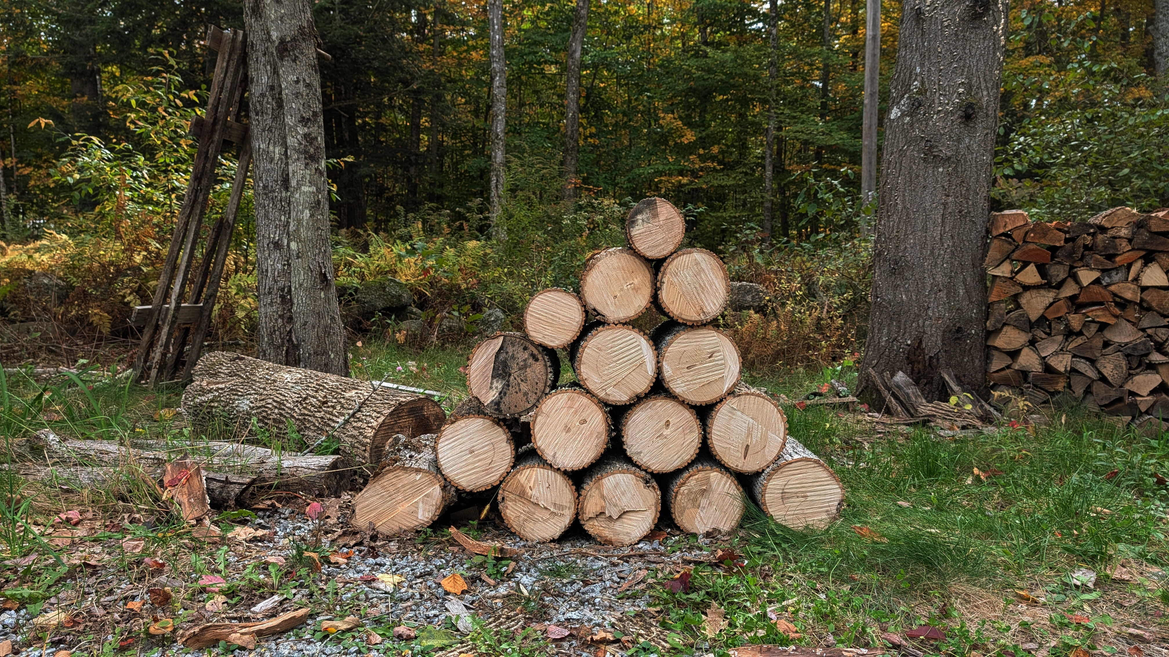 Stack of bucked logs