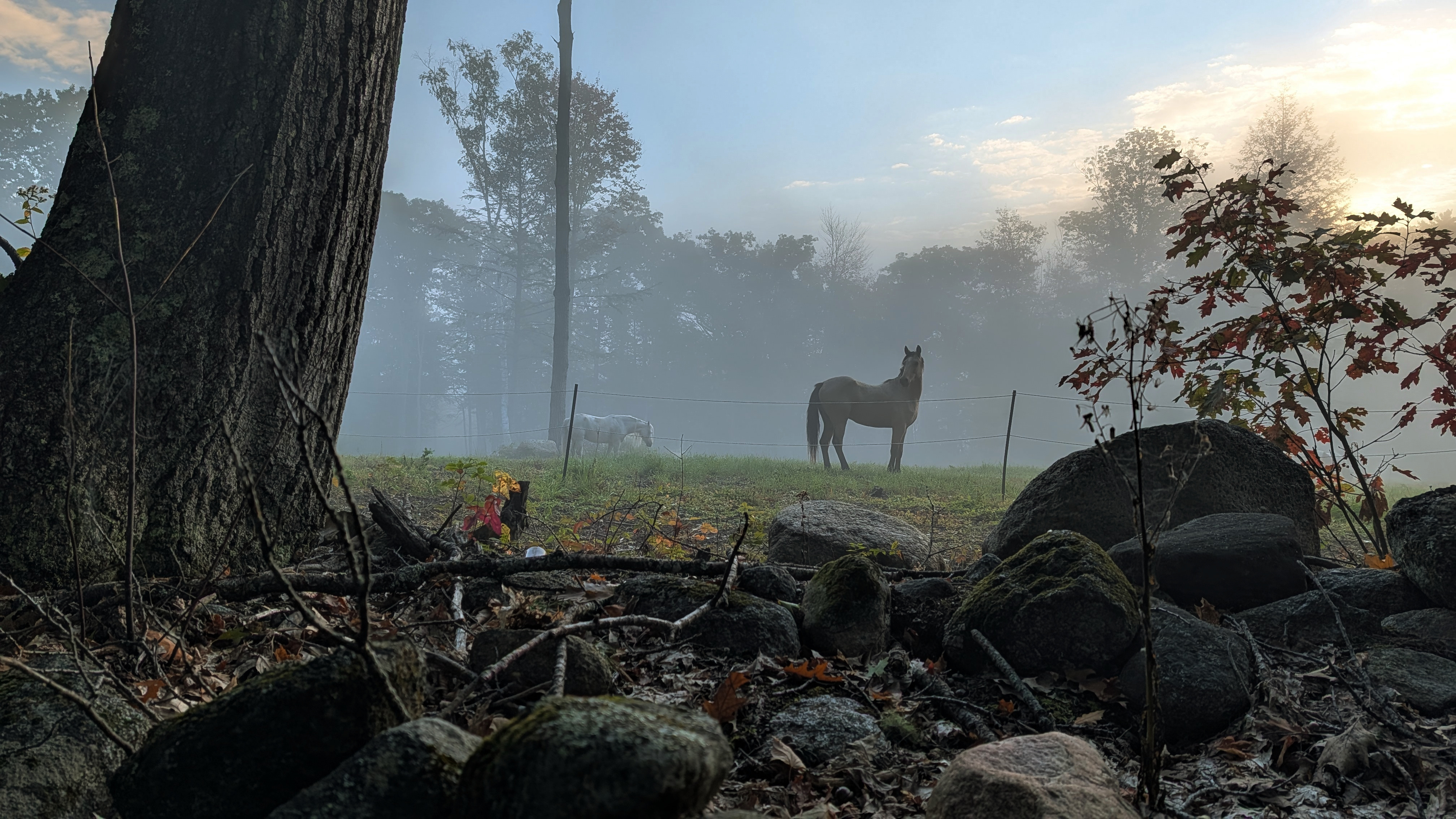 Neighbor’s horses