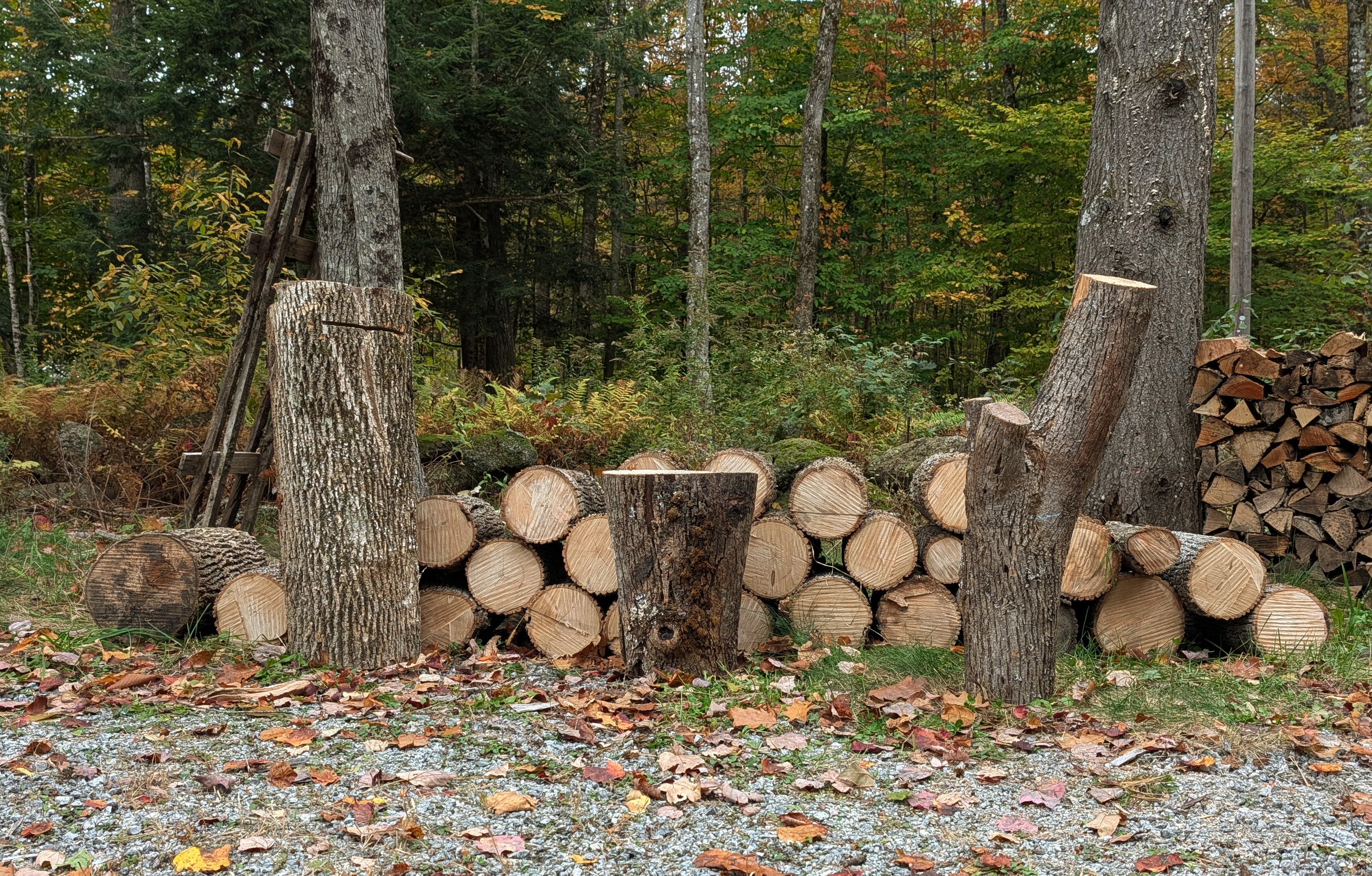 Promising sculpture wood in front of bucked ash rounds