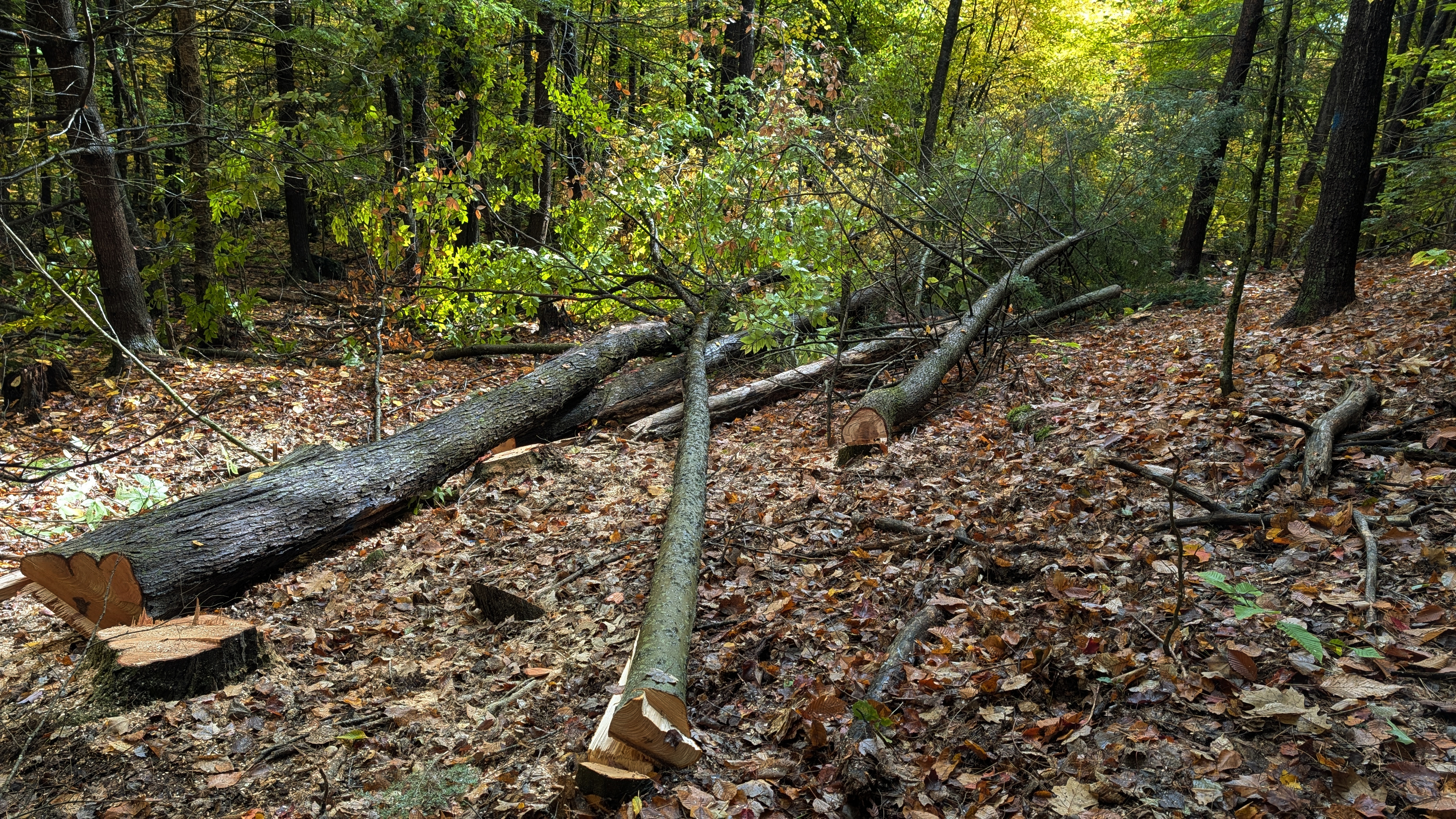 Felled trees