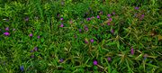 Wild geraniums