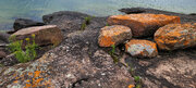 Orange lichen at shoreline