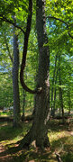 Reaching tree