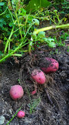 Potato harvest