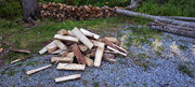 Newly split ash logs