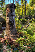 Bore in a stump