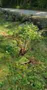 Pulled trees