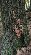 Honey mushrooms