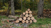 Stack of bucked logs