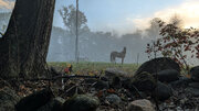Neighbor’s horses