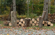 Promising sculpture wood in front of bucked ash rounds