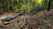 Felled trees